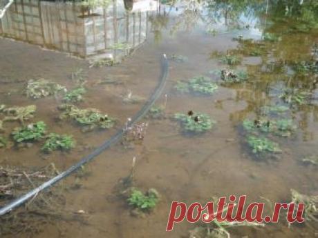 Как вырастить и не потерять урожай холодным летом