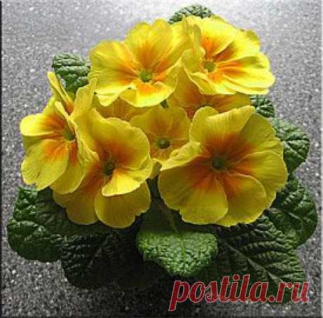 Примула (Первоцвет), (Primula).
