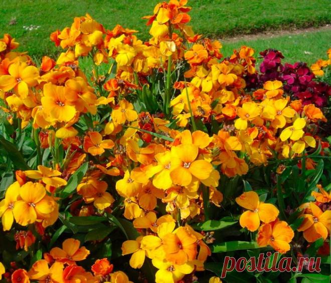 Хейрантус (Лакфиоль): посадка и уход в открытом грунте, выращивание из семян