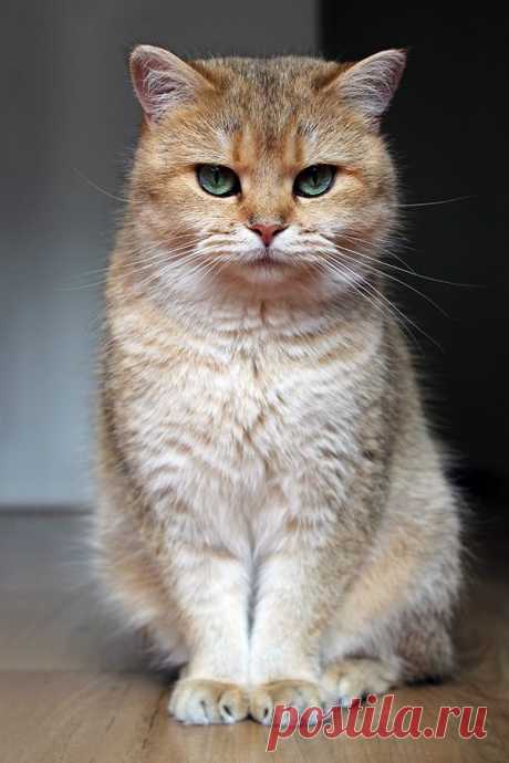 Cats