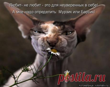 Животные » uCrazy.ru - Источник Хорошего Настроения