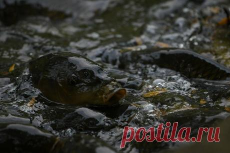 Рецепт дико-уловистой прикормки для карася и карпа!Так вы ещё не когда не ловили!!!