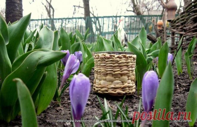 Приручение кукурузы. Плетем как нам удобно