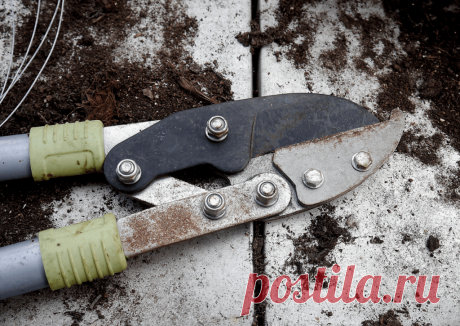 Календарь сезонных работ в саду: декабрь - Planetalsad