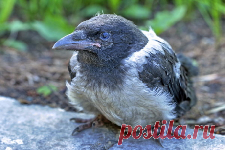 Главный секрет Онри | Я и дача | Яндекс Дзен