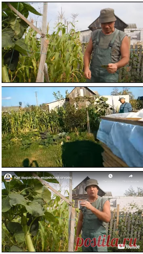 Как вырастить индийский огурец