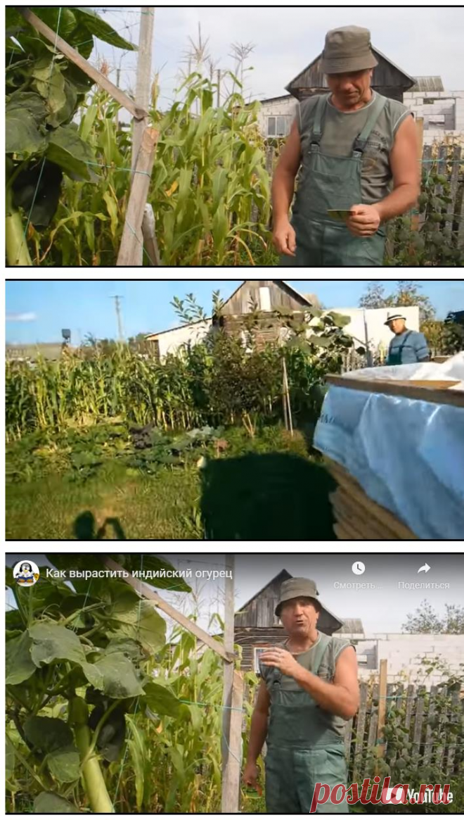 Как вырастить индийский огурец