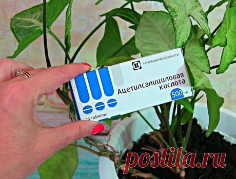 Аптечное средство помогающее цветам пойти в рост. Пышное цветение и яркий цвет после внесения. Дешевое удобрение Цветы
