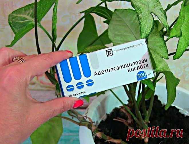 Аптечное средство помогающее цветам пойти в рост. Пышное цветение и яркий цвет после внесения. Дешевое удобрение Цветы