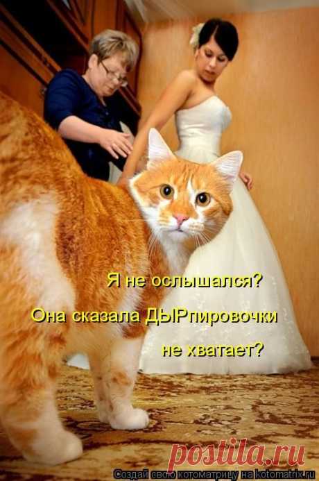 Котоматрица: Круть