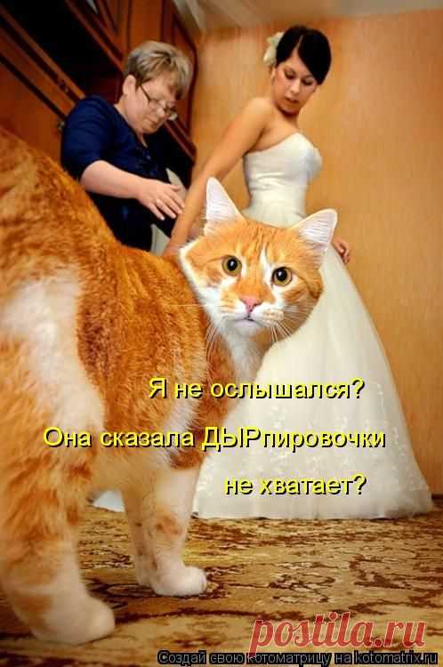 Котоматрица: Круть