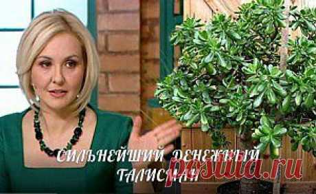 толстянка-денежное дерево