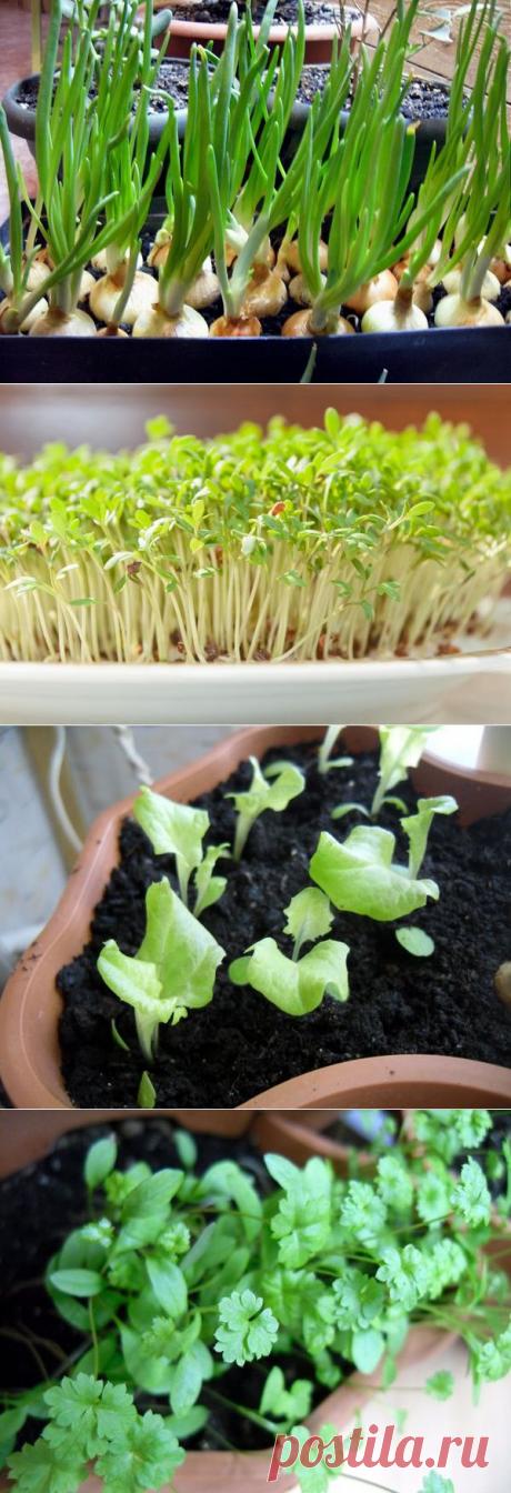 Огород на подоконнике: 5 видов зелени, которые легко вырастить