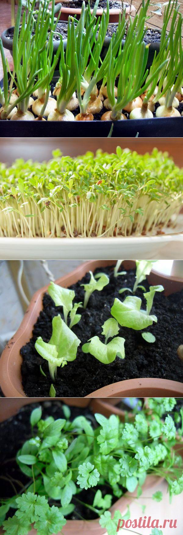Огород на подоконнике: 5 видов зелени, которые легко вырастить