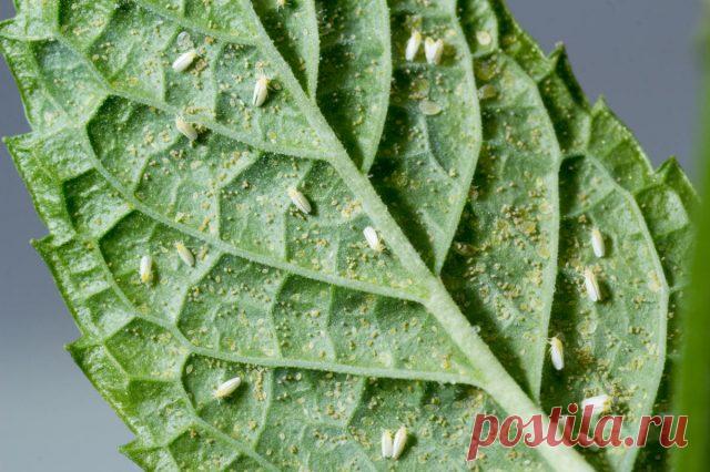 Избавляемся от белокрылки 