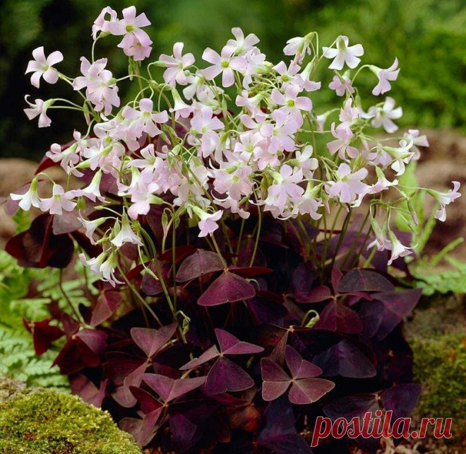 Кислица (Oxalis)