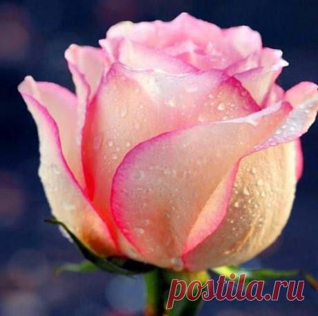 (16) Страницы