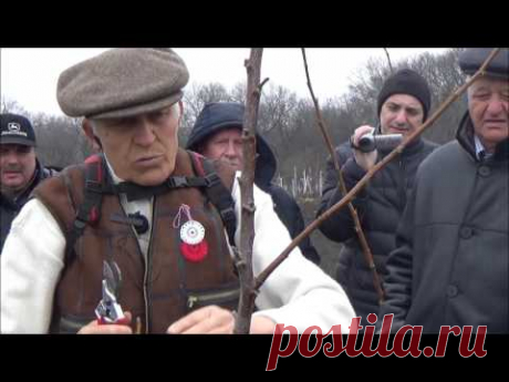 Семинар по ореховодству. Практическая часть. Формирование саженцев ореха. Март 2017