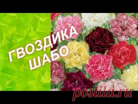 ГВОЗДИКА ШАБО /// ПОСЕВ и ПРАВИЛЬНЫЙ УХОД