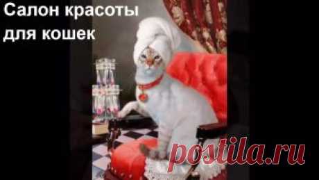 Спа - салон для кошек. Все включено. Полный релакс. Советы любителям кошек вы найдет...