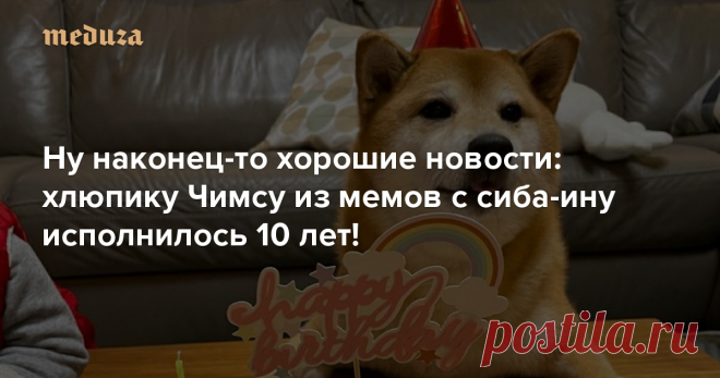 Ну наконец-то хорошие новости: хлюпику Чимсу из мемов с сиба-ину исполнилось 10 лет! 🎉 — Meduza Это сиба-ину из Гонконга по кличке Болци, но вы наверняка знаете его как Чимса — того самого пса-хлюпика из популярнейших мемов с качком Доге.
