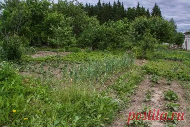 Можно ли вылечить пожелтевшие огурцы: поспешите, пока не завяли листья. При обнаружении тли или паутинного клеща обработайте растения мыльным раствором или биопрепаратами.