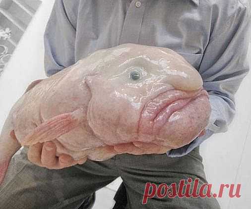 Катя Праздничная – Google+ - Рыба-капля﻿