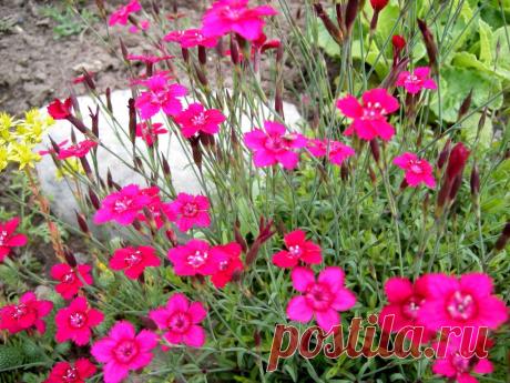 original.jpg (1024×768)Гвоздика травянка