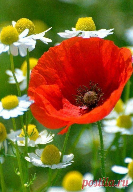 Пин на доске яМАКИ