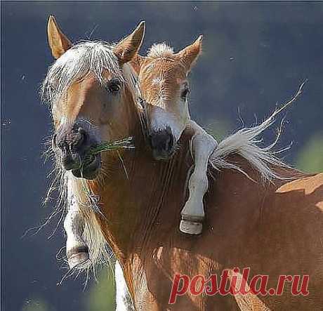 мама,мои ноги устали