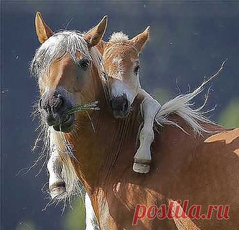 мама,мои ноги устали