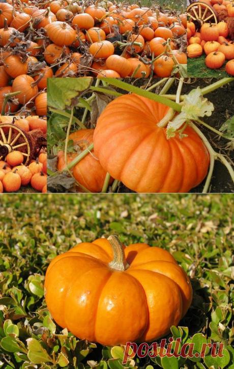 Тыква: выращивание и уход - Женский журнал LadySpecial.ru : специально для женщин