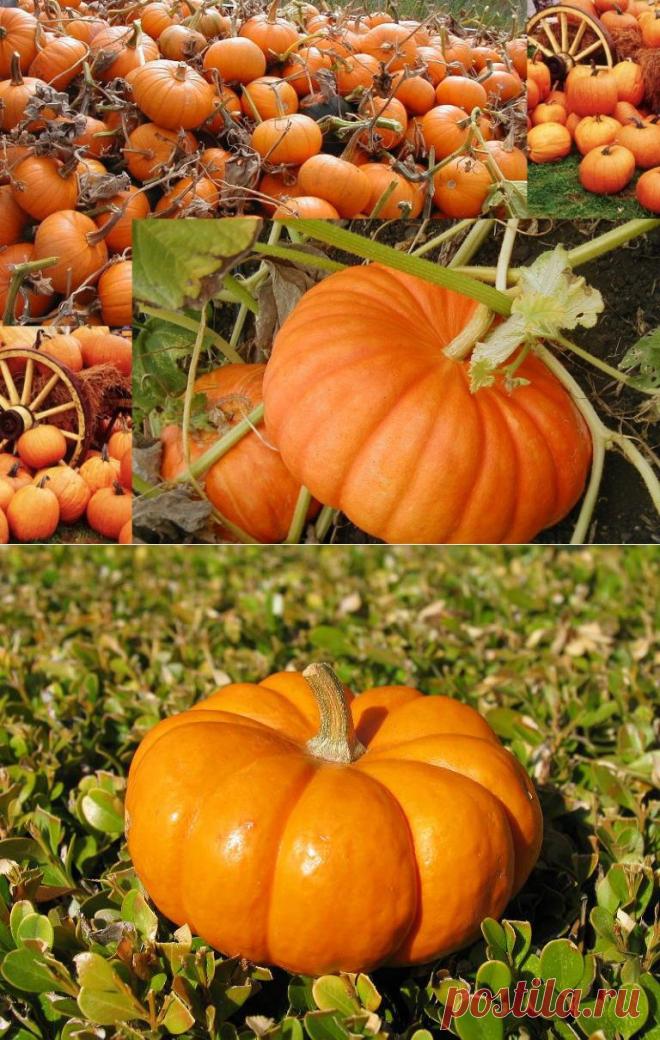 Тыква: выращивание и уход - Женский журнал LadySpecial.ru : специально для женщин