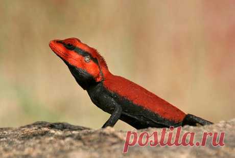 Самец ящерицы агамы