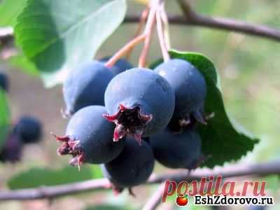 Ирга: полезные свойства ягоды