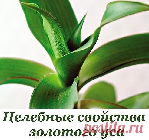 Целебные свойства золотого уса 

Золотой ус - это Коллизия душистая, привезена к нам из Мексики в XIX веке. В настоящее время эту комнатное растение изучают десятки тысяч ученых, ведь ее лечебные свойства превосходят все ожидания онкобольных, потому препараты из золотого уса являются достаточно эффективными в борьбе с неизлечимыми болезнями.

В домашних условиях следует быть осторожными, потому что растение содержит кверцетин и кемпферол, а это активные вещества, которые п...