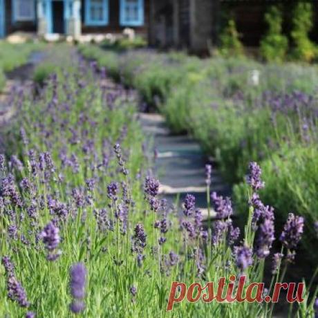 Не поверите, но за этими красивыми открыточными картинками много оооочень много ошибок, шишек и косяков в выращивании лавандушки. Хотите узнать подробнее какие?😉 Поддержите лайком или любым смайликом в комментариях, тогда соберу их всех и напишу пост-откровение! 😃