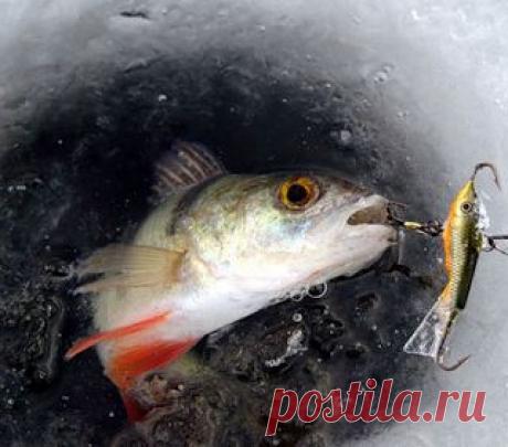 Рыбалка видео: Как правильно ловить на балансир