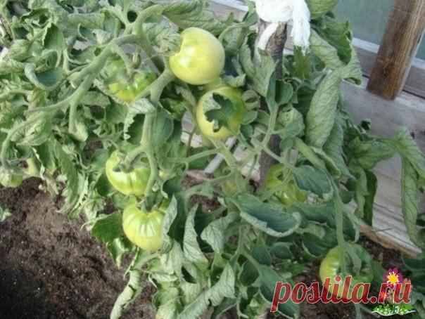 Если лиcтья на пoмидорах начали скpyчиваться