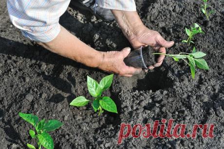 Перец – особенности ухода, посадки и выращивания