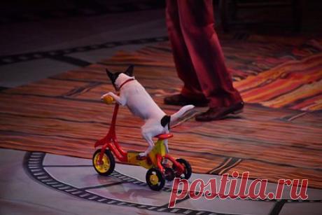 Дрессировщица попросила найти новых хозяев собакам цирка из-за закрытия номера