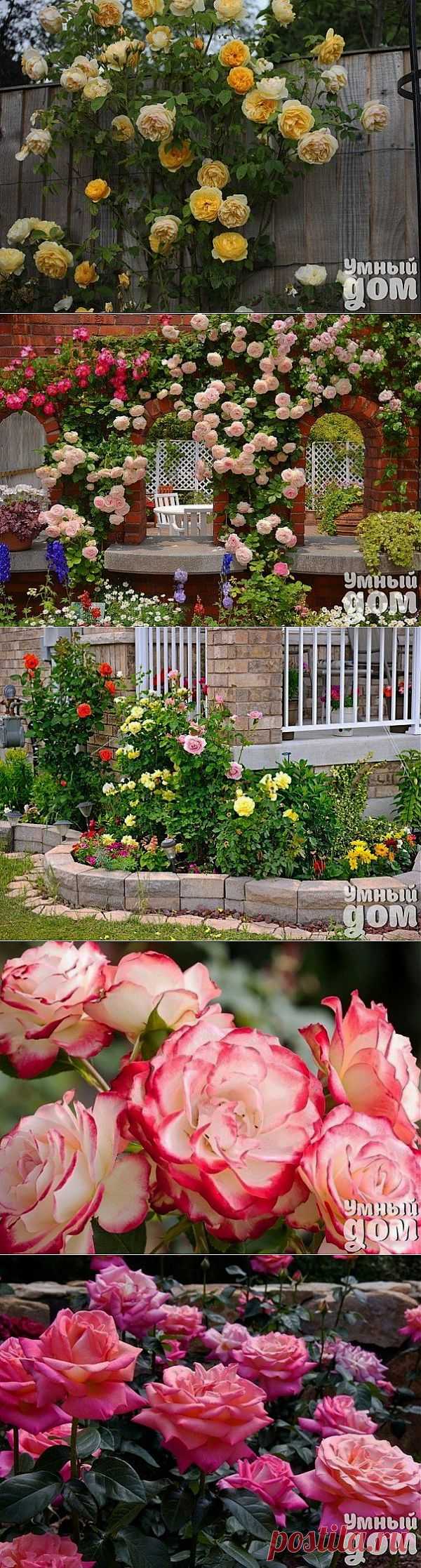 Лучшее украшение для сада: розарий