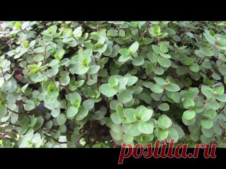 КОЛЛИЗИЯ МЕЛКОЛИСТНАЯ ПОЛЗУЧАЯ. КАК ОМОЛОДИТЬ РАСТЕНИЕ?