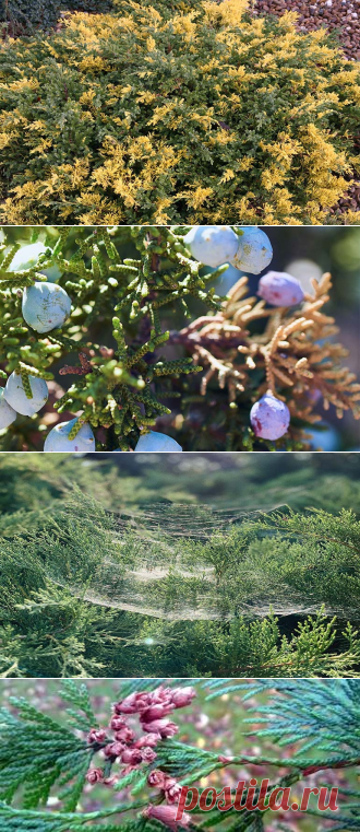 Болезни хвойных растений: как обезопасить хвойники на участке