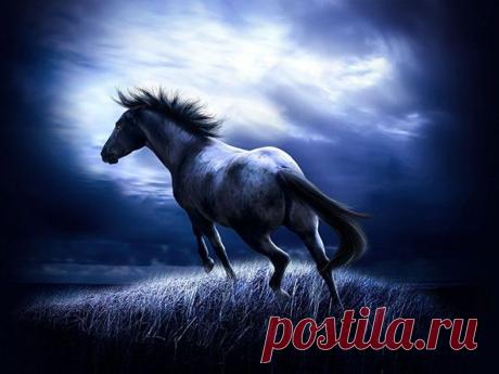 horses-wallpapers2.jpg (590×443)