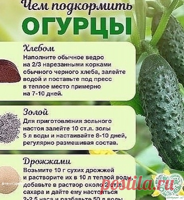 Чем подкоpмить огуpцы во вpемя плодоношения?