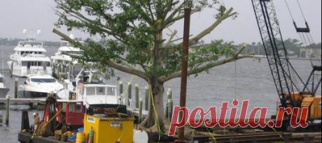 Ролексы и Бентли? Прошлый век. Сейчас богачи готовы платить немаленькие суммы, чтобы заполучить на свой участок старое раскидистое дерево. Конечно, уже есть специальные компании, которые предоставляют такие услуги. Перевезти вековую оливу из Тосканы? Пожалуйста. 13-метровый старинный дуб, который хочет себе сам Майкл Джордан? Любой каприз за ваши деньги, если предложите больше 🌳