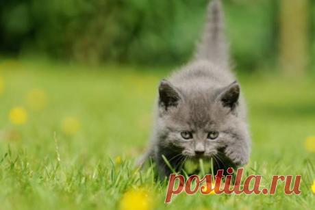Советы по выбору котенка | CityWomanCafe.com