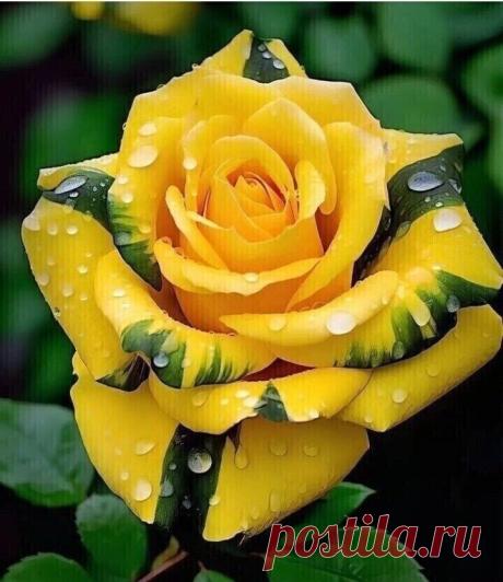 i (720×833)