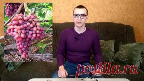 КОГДА СТАВИТЬ ЧЕРЕНКИ ВИНОГРАДА НА ПРОРАЩИВАНИЕ НЬЮАНСЫ ПРОРАЩИВАНИЯ